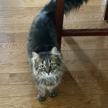 Elite Pet Care - Sweetest cat - Dog Walkers Near Me - Garnet Valley, Pennsylvania Elite Pet Care - Sweetest cat - Dog Walkers Near Me - Garnet Valley, Pennsylvania