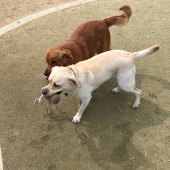 ActivDogs - Meeting friends on her walk - Dog Walkers Near Me - Daly City, California