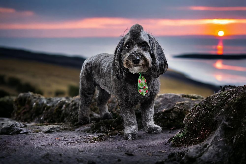 PAWS COUNTRY CLUB Updated August 2024 1019 Meredith Park Dr