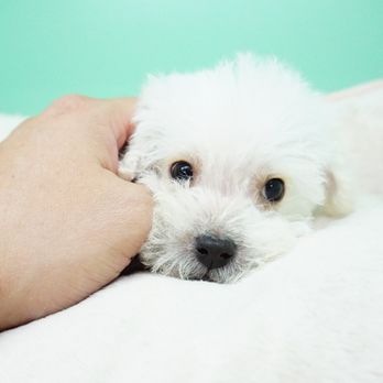 TopDog Puppies - Pet Breeders Near Me - Las Vegas, Nevada TopDog Puppies - Pet Breeders Near Me - Las Vegas, Nevada