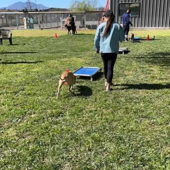 Alert K-9 Training Center - Group puppy class - Pet Training Near Me - Brentwood, California Alert K-9 Training Center - Group puppy class - Pet Training Near Me - Brentwood, California