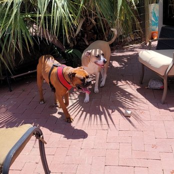 Kamp Kelly - Making new friends - Pet Boarding Near Me - Desert Hot Springs, California