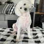 Photo of Anderson Awesome Paws