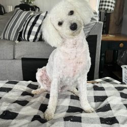 Anderson Awesome Paws