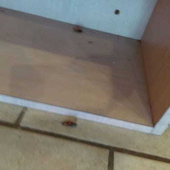 Rizza Pizza - ROACHES! ROACHES! - Pizza Near Me - Upland, California Rizza Pizza - ROACHES! ROACHES! - Pizza Near Me - Upland, California