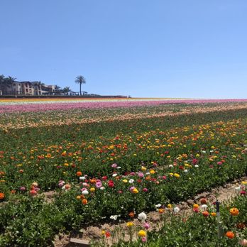 The Flower Fields - Venues & Event Spaces Near Me - Carlsbad, California The Flower Fields - Venues & Event Spaces Near Me - Carlsbad, California