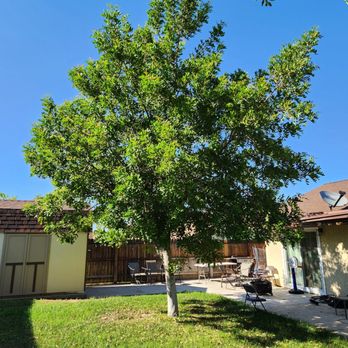 Hernández Tree Services - Tree 2 before trim - Tree Services Near Me