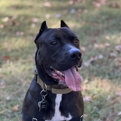 Midas Dog Training  - Don