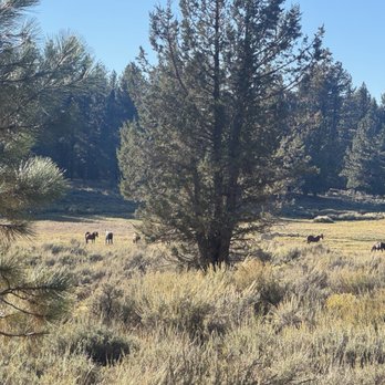 Holcomb Valley Ranch - Campgrounds Near Me - Fawnskin, California Holcomb Valley Ranch - Campgrounds Near Me - Fawnskin, California