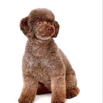 Veterinary Emergency Center - 'Coco' - Veterinarians Near Me - Redlands, California Veterinary Emergency Center - 'Coco' - Veterinarians Near Me - Redlands, California