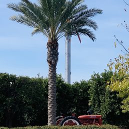 Palm tree and tractor
