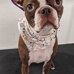 Kerri's Kind Pet Care