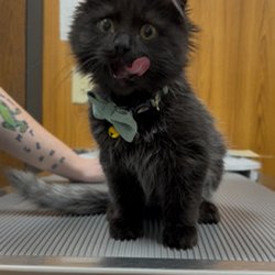 Noah's Landing Pet Care Clinic
