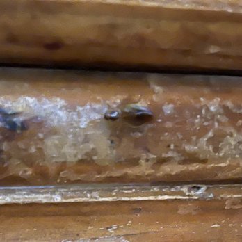 Guad's - Roach crawling on wall while eating dinner. Manager killed roach while we was eating. - Mexican Near Me - Portsmouth, Virginia Guad's - Roach crawling on wall while eating dinner. Manager killed roach while we was eating. - Mexican Near Me - Portsmouth, Virginia