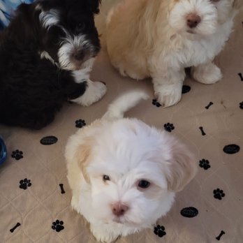 Havanese Beauties - Pet Breeders Near Me Havanese Beauties - Pet Breeders Near Me