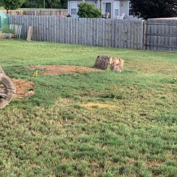 B&F Tree's - Stumps still sitting in my yard - Tree Services Near Me