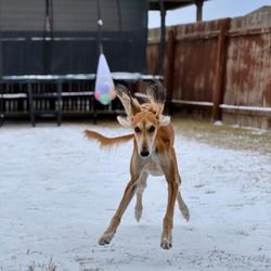 Courtney Rogers Saluki Breeder - Sia in TX, USA