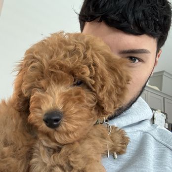 High Desert Companions - Bouchon (AKC Pure Bred Miniature Poodle) - Pet Breeders Near Me High Desert Companions - Bouchon (AKC Pure Bred Miniature Poodle) - Pet Breeders Near Me
