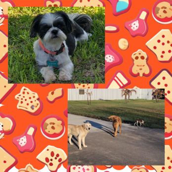 Pet Poo Pickup RGV - Happy Customers of Pet Poo Patrol - Pet Waste Removal Near Me Pet Poo Pickup RGV - Happy Customers of Pet Poo Patrol - Pet Waste Removal Near Me