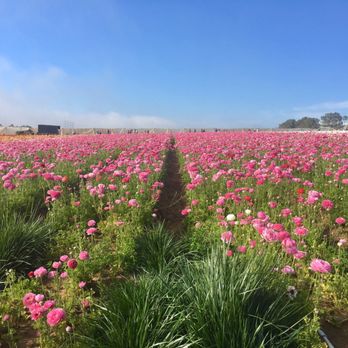 The Flower Fields - Venues & Event Spaces Near Me - Carlsbad, California The Flower Fields - Venues & Event Spaces Near Me - Carlsbad, California