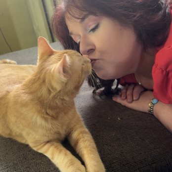 The Cat Behaviorist - Pet Training Near Me The Cat Behaviorist - Pet Training Near Me