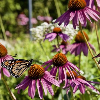 Lurie Garden - 🌼Lurie Garden🦋 - Botanical Gardens Near Me - Chicago, Illinois Lurie Garden - 🌼Lurie Garden🦋 - Botanical Gardens Near Me - Chicago, Illinois