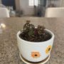 Photo of Iron Rose Houseplants & Vintage
