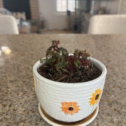 Iron Rose Houseplants & Vintage - This is a cool moss like plant that she had in the back and allowed me to purchase!