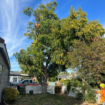 Better Tree Care - Tree Services Near Me