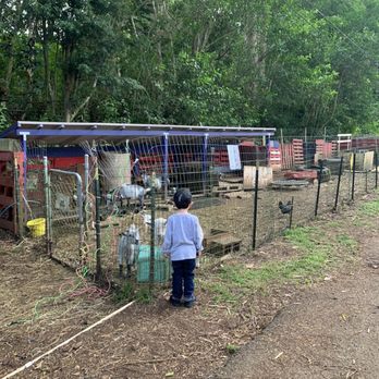 21 Degrees Estate - Helping Michael feed the goats - Tours Near Me - Kaneohe, Hawaii 21 Degrees Estate - Helping Michael feed the goats - Tours Near Me - Kaneohe, Hawaii