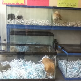 Puppies in fish tanks :( Puppies in fish tanks :(