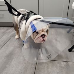 Glendale Veterinary Clinic