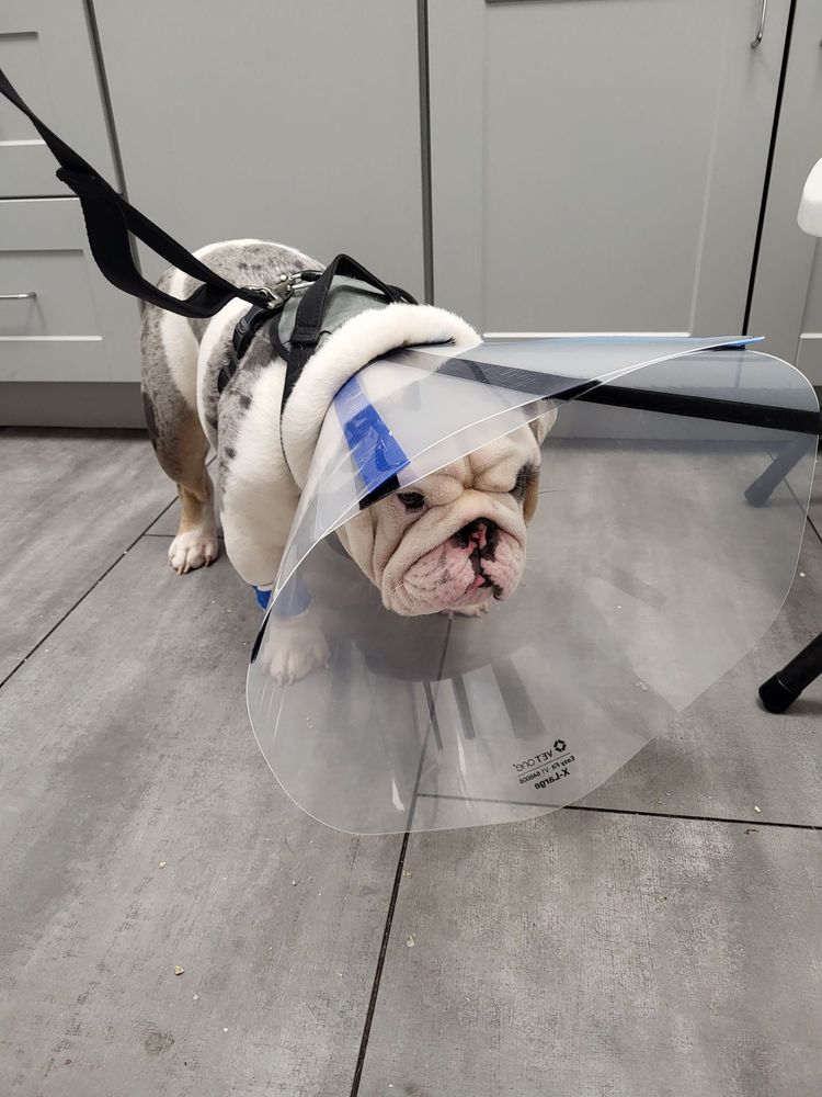 GLENDALE VETERINARY CLINIC Updated October 2024 34 Photos & 87