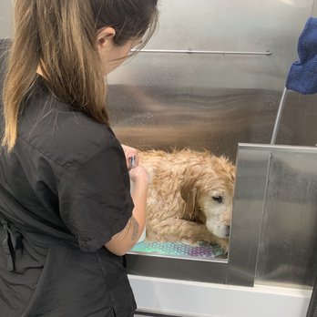 Bright Eyed & Bushy Tailed - Shampooed - Pet Groomers Near Me