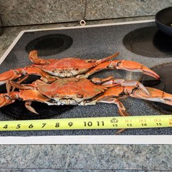 Tidewater Seafood - Jumbo size crabs