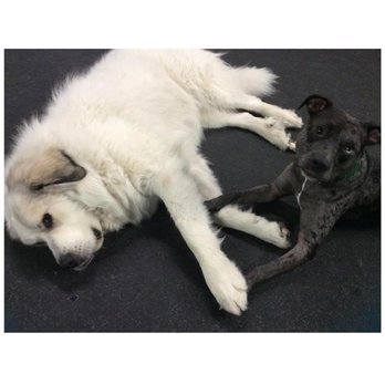 Dogtopia - Pet Training Near Me - Springfield, Virginia