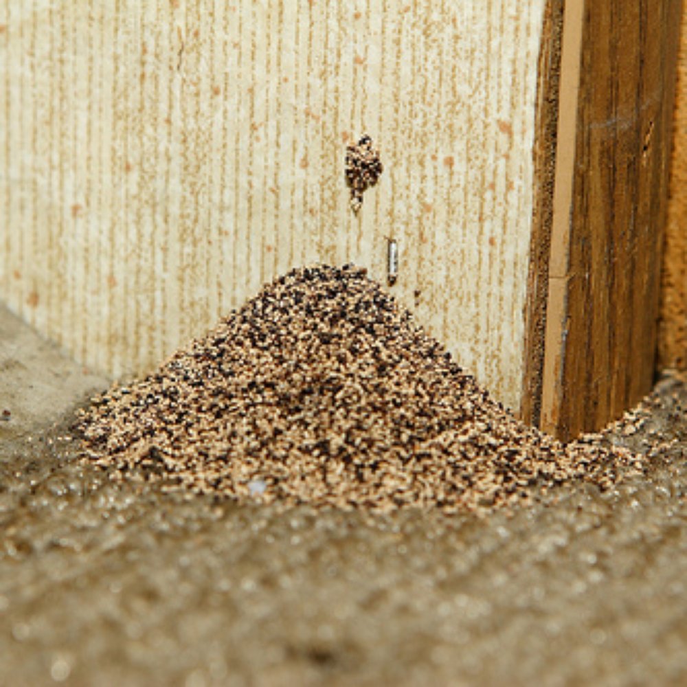 TOP 10 BEST Termite Inspection in San Rafael, CA - Updated 2026 - Yelp