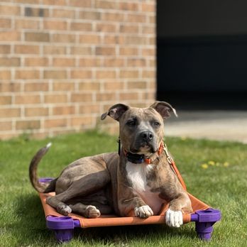 Up N Atom Dog Training - Pet Training Near Me - Eastlake, Ohio Up N Atom Dog Training - Pet Training Near Me - Eastlake, Ohio