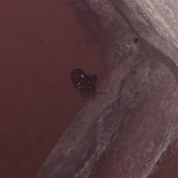 The Sand Trap - The cockroach sitting beside me at dinner. - Mexican Near Me - Avalon, California The Sand Trap - The cockroach sitting beside me at dinner. - Mexican Near Me - Avalon, California