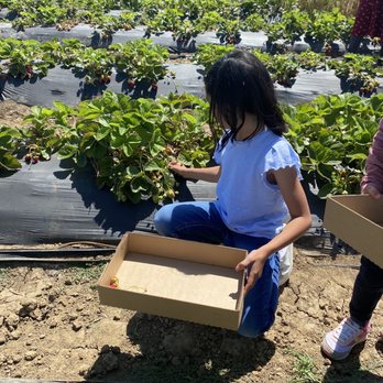 Chao’s Strawberries - Fruits & Veggies Near Me - Brentwood, California Chao’s Strawberries - Fruits & Veggies Near Me - Brentwood, California