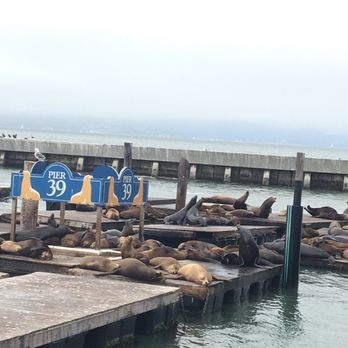 PIER 39 - Seals - Shopping Centers Near Me - San Francisco, California PIER 39 - Seals - Shopping Centers Near Me - San Francisco, California