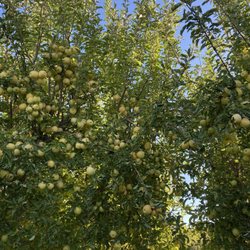 Williams Fruit Ranch