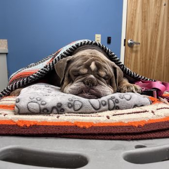 MedVet Pittsburgh - Emergency Pet Hospital Near Me - McMurray, Pennsylvania MedVet Pittsburgh - Emergency Pet Hospital Near Me - McMurray, Pennsylvania