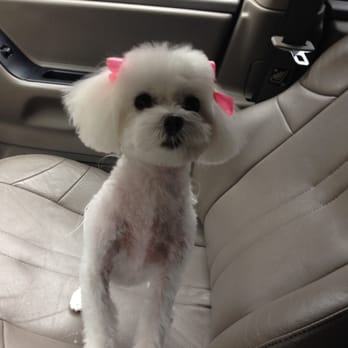 Nature's Pet Day Spa - Fergie after her morning of grooming - Pet Groomers Near Me - Gainesville, Florida Nature's Pet Day Spa - Fergie after her morning of grooming - Pet Groomers Near Me - Gainesville, Florida