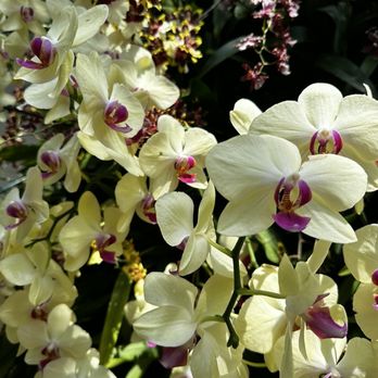 San Antonio Botanical Garden - orchids - Botanical Gardens Near Me - San Antonio, Texas