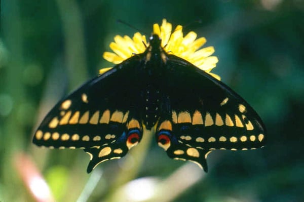 Memorial University Botanical Garden by null