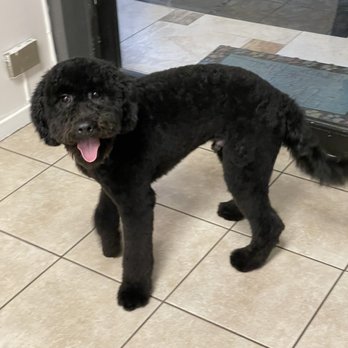 Mau's House - After - Pet Groomers Near Me - Chicago, Illinois