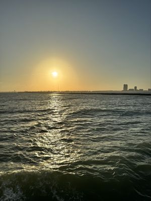 The Original Dolphin Watch by null