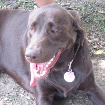 Bo's Run - Dog Parks Near Me - Hoffman Estates, Illinois