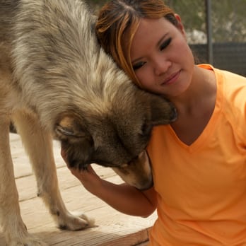 Wolf Mountain Sanctuary - Animal Shelters Near Me - Lucerne Valley, California Wolf Mountain Sanctuary - Animal Shelters Near Me - Lucerne Valley, California